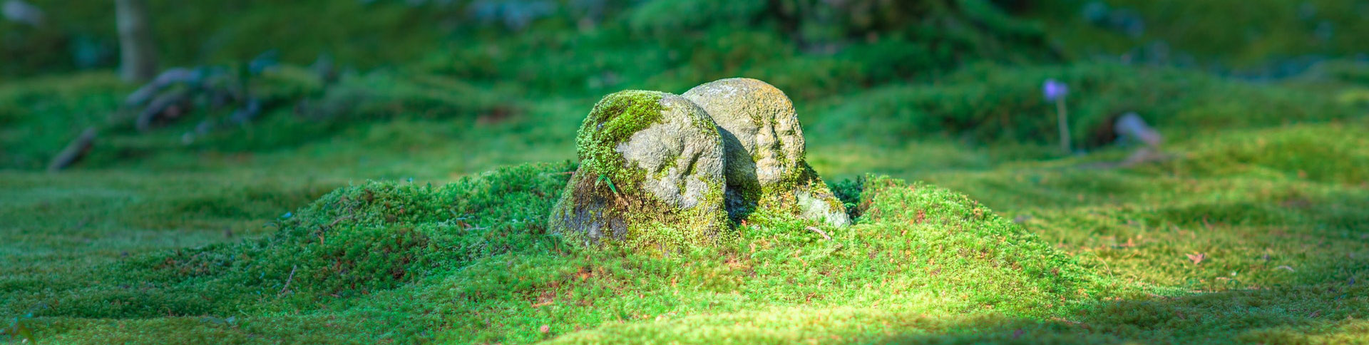 中影之星文化傳播企業(yè)官網(wǎng)|一網(wǎng)天行-網(wǎng)站建設小程序APP系統(tǒng)軟件開發(fā)公司